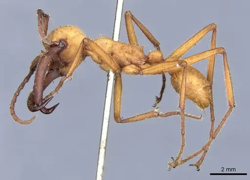 Eciton lucanoides specimen CASENT0903719 image casent0903719_3