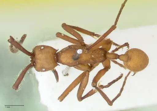 Eciton lucanoides specimen FOCOL1131 image focol1131_1