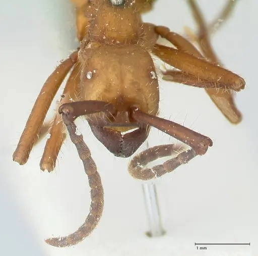 Eciton lucanoides specimen FOCOL1131 image focol1131_2