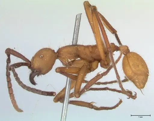 Eciton lucanoides specimen FOCOL1131 image focol1131_3