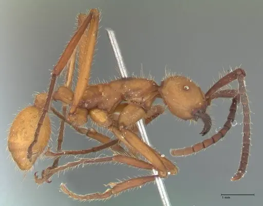 Eciton lucanoides specimen FOCOL1131 image focol1131_4