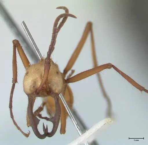 Eciton lucanoides specimen FOCOL1132 image focol1132_2
