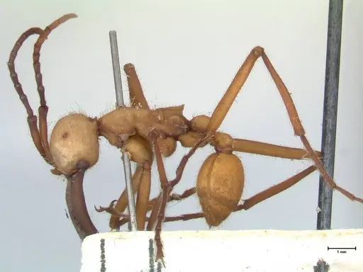 Eciton lucanoides specimen FOCOL1132 image focol1132_3