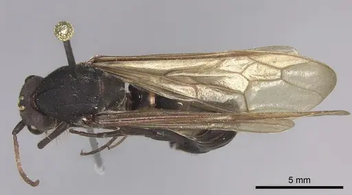 Eciton lucanoides specimen INBIOCRI001283561 image inbiocri001283561_1