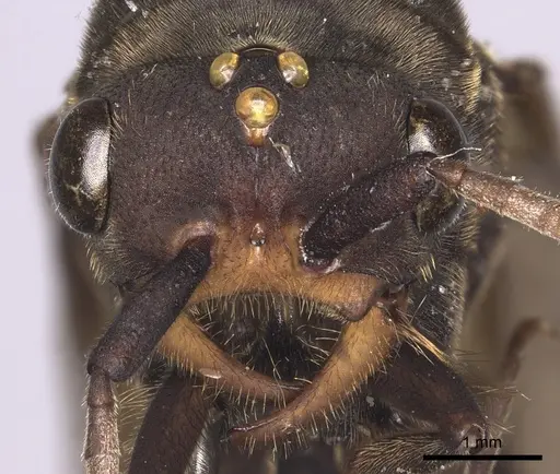Eciton lucanoides specimen INBIOCRI001283561 image inbiocri001283561_2