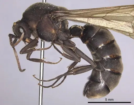 Eciton lucanoides specimen INBIOCRI001283561 image inbiocri001283561_3