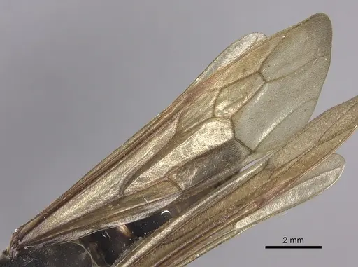 Eciton lucanoides specimen INBIOCRI001283561 image inbiocri001283561_4