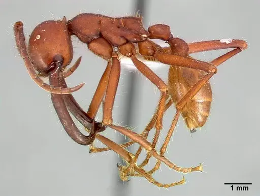 Eciton mexicanum specimen CASENT0006116 image casent0006116_3
