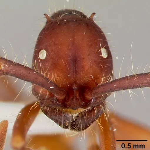 Eciton mexicanum specimen CASENT0006117 image casent0006117_2