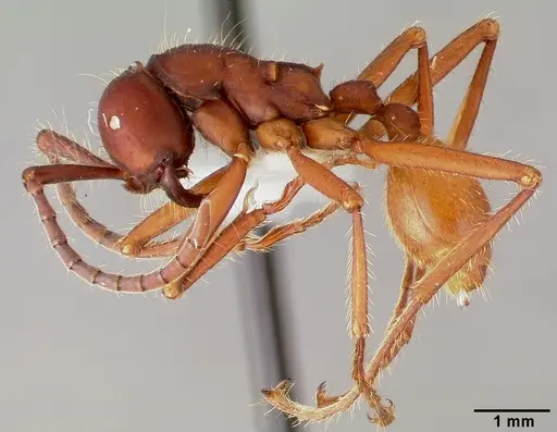Eciton mexicanum specimen CASENT0006117 image casent0006117_3