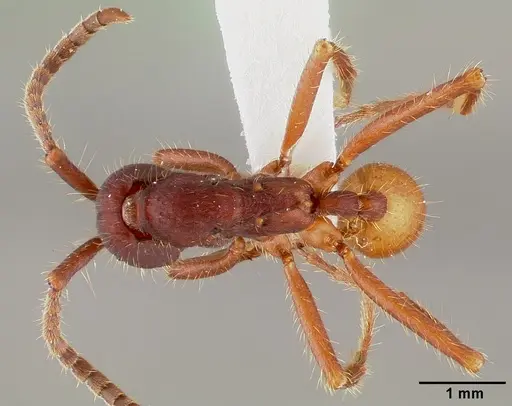 Eciton mexicanum specimen CASENT0006118 image casent0006118_1