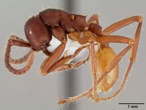Eciton mexicanum specimen CASENT0006118 image casent0006118_3