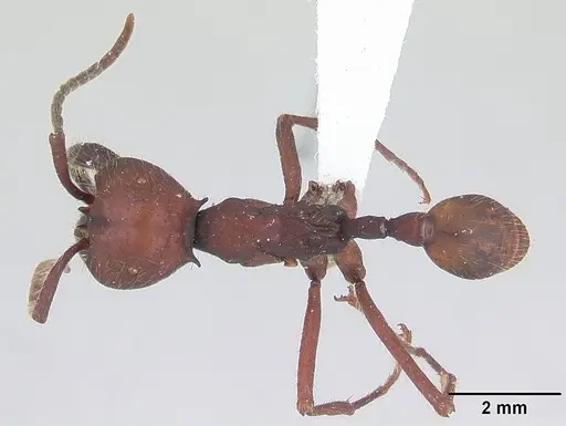 Eciton mexicanum specimen CASENT0178720 image casent0178720_1