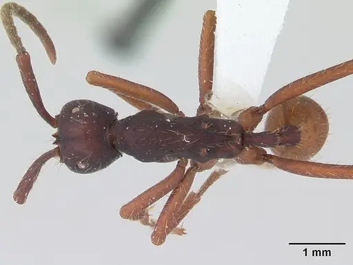 Eciton mexicanum specimen CASENT0178721 image casent0178721_1