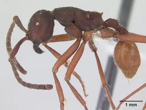 Eciton mexicanum specimen CASENT0178721 image casent0178721_3