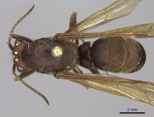Eciton mexicanum specimen CASENT0248145 image casent0248145_1