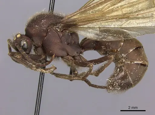 Eciton mexicanum specimen CASENT0248145 image casent0248145_3