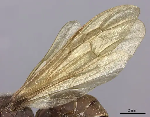 Eciton mexicanum specimen CASENT0248145 image casent0248145_4