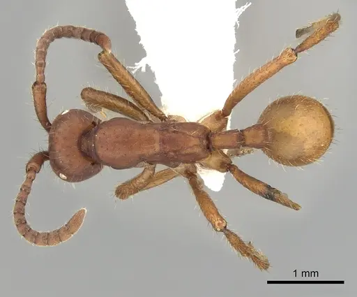Eciton mexicanum specimen CASENT0249460 image casent0249460_1