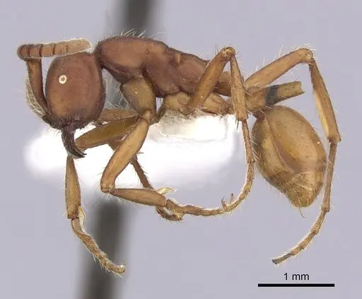 Eciton mexicanum specimen CASENT0249460 image casent0249460_3