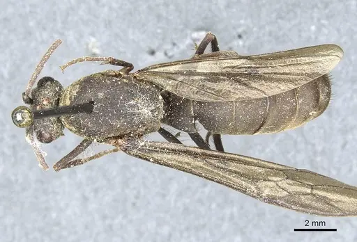 Eciton mexicanum specimen CASENT0911373 image casent0911373_1