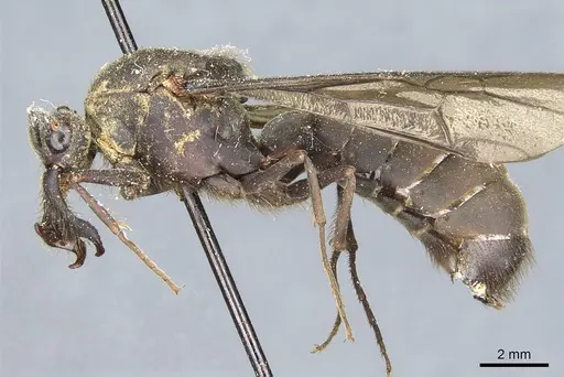 Eciton mexicanum specimen CASENT0911373 image casent0911373_4