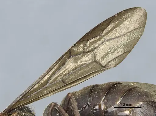 Eciton mexicanum specimen CASENT0911373 image casent0911373_5
