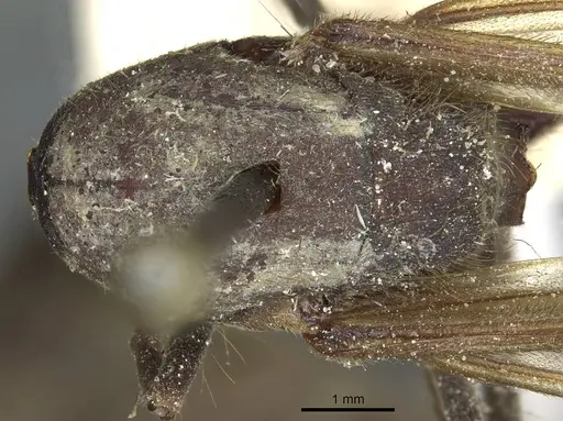 Eciton mexicanum specimen CASENT0911387 image casent0911387_1