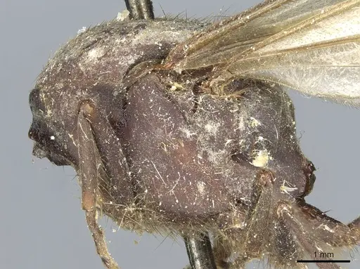 Eciton mexicanum specimen CASENT0911387 image casent0911387_2
