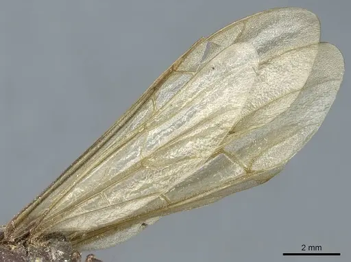 Eciton mexicanum specimen CASENT0911387 image casent0911387_3