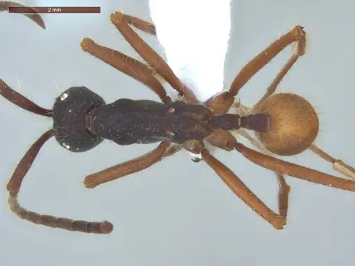 Eciton mexicanum specimen ECOFOG-BAF19-0038-02 image ecofog-baf19-0038-02_1