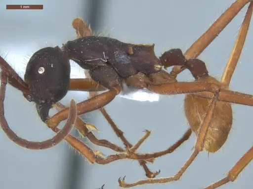Eciton mexicanum specimen ECOFOG-BAF19-0038-02 image ecofog-baf19-0038-02_3