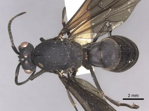Eciton mexicanum specimen INBIOCRI002281368 image inbiocri002281368_1