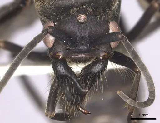 Eciton mexicanum specimen INBIOCRI002281368 image inbiocri002281368_2