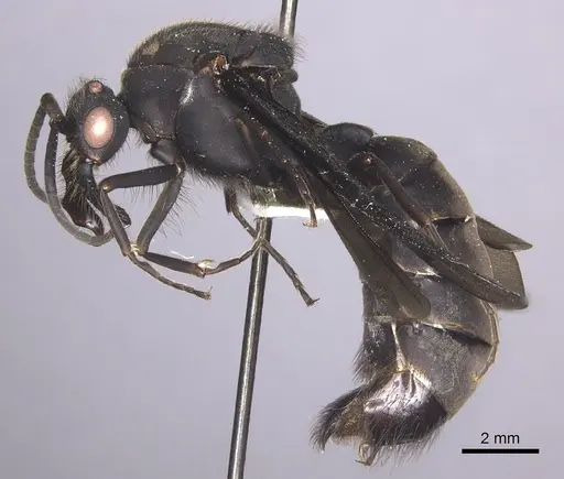 Eciton mexicanum specimen INBIOCRI002281368 image inbiocri002281368_3