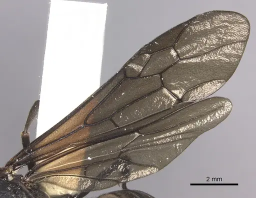 Eciton mexicanum specimen INBIOCRI002281368 image inbiocri002281368_4