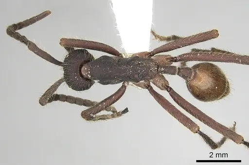 Eciton quadriglume specimen CASENT0249461 image casent0249461_1