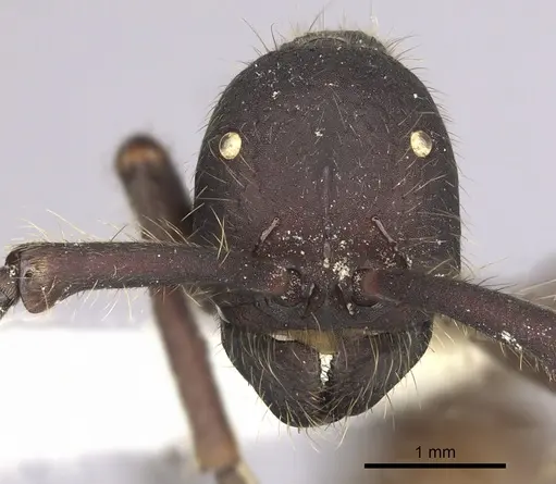 Eciton quadriglume specimen CASENT0249461 image casent0249461_2