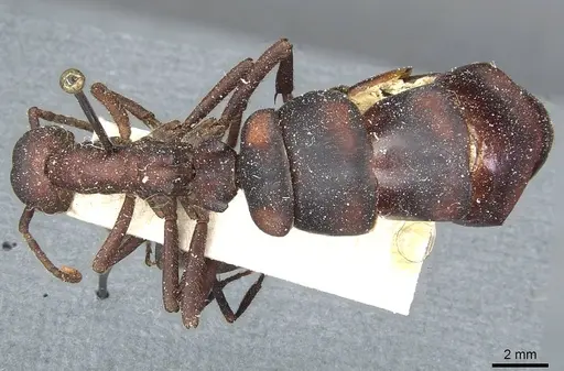 Eciton quadriglume specimen CASENT0911388 image casent0911388_1