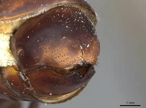 Eciton quadriglume specimen CASENT0911388 image casent0911388_4