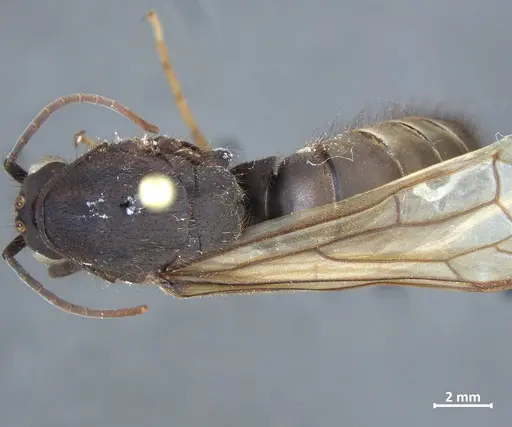 Eciton quadriglume specimen DZUP549835 image dzup549835_1