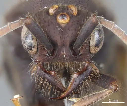 Eciton quadriglume specimen DZUP549835 image dzup549835_2