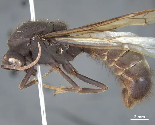 Eciton quadriglume specimen DZUP549835 image dzup549835_3