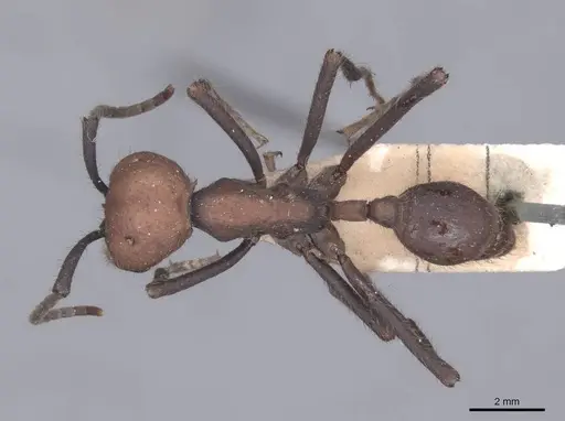 Eciton quadriglume specimen FMNHINS0000045245 image fmnhins0000045245_1
