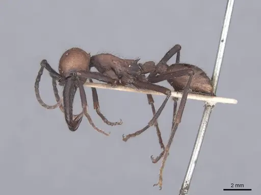 Eciton quadriglume specimen FMNHINS0000045245 image fmnhins0000045245_3