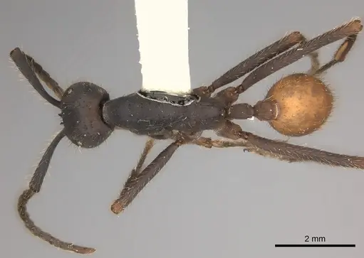 Eciton rapax specimen CASENT0217473 image casent0217473_1