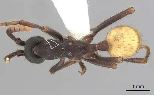 Eciton rapax specimen CASENT0249462 image casent0249462_1