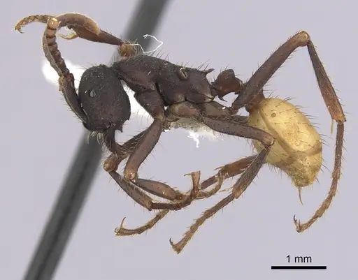 Eciton rapax specimen CASENT0249462 image casent0249462_3