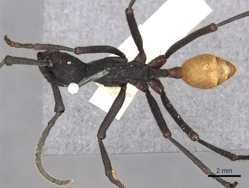 Eciton rapax specimen CASENT0902635 image casent0902635_1