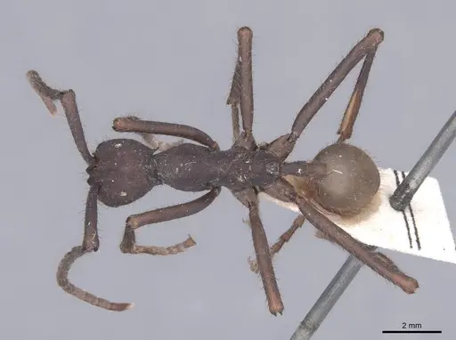Eciton rapax specimen FMNHINS0000045338 image fmnhins0000045338_1